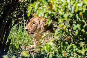 kets-mara-safari