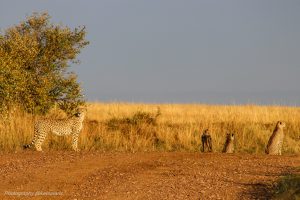 mara-tours-safaris