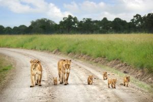 nairobi-national-park-excursion-1080x675