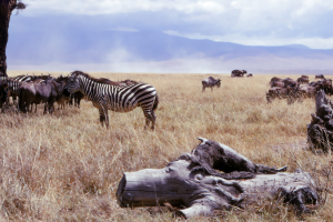 ngorongoro-crater