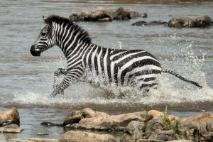 serengeti-tours