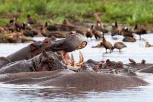 tanzania-safari